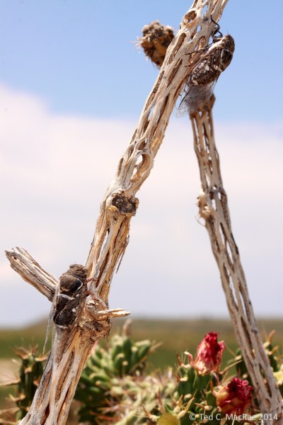 Cacama valvata male (bottom) & female (top)