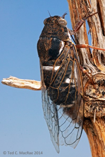 Cacama valvata male singing