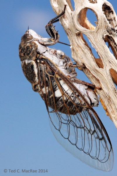 Cacama valvata female ovipositing