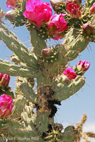 Hardened black masses of plant exudate indicate larval feeding within the stems.