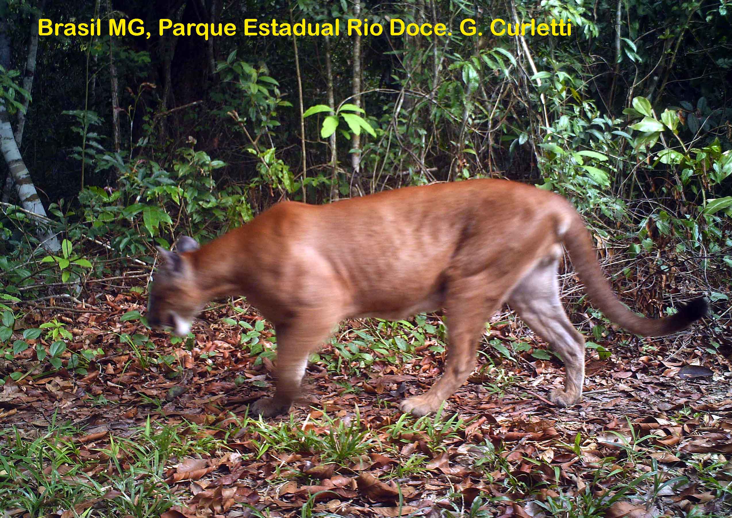 Gianfranco Curletti, Museo Civico di Storia Naturale, Carmagnola, Italy