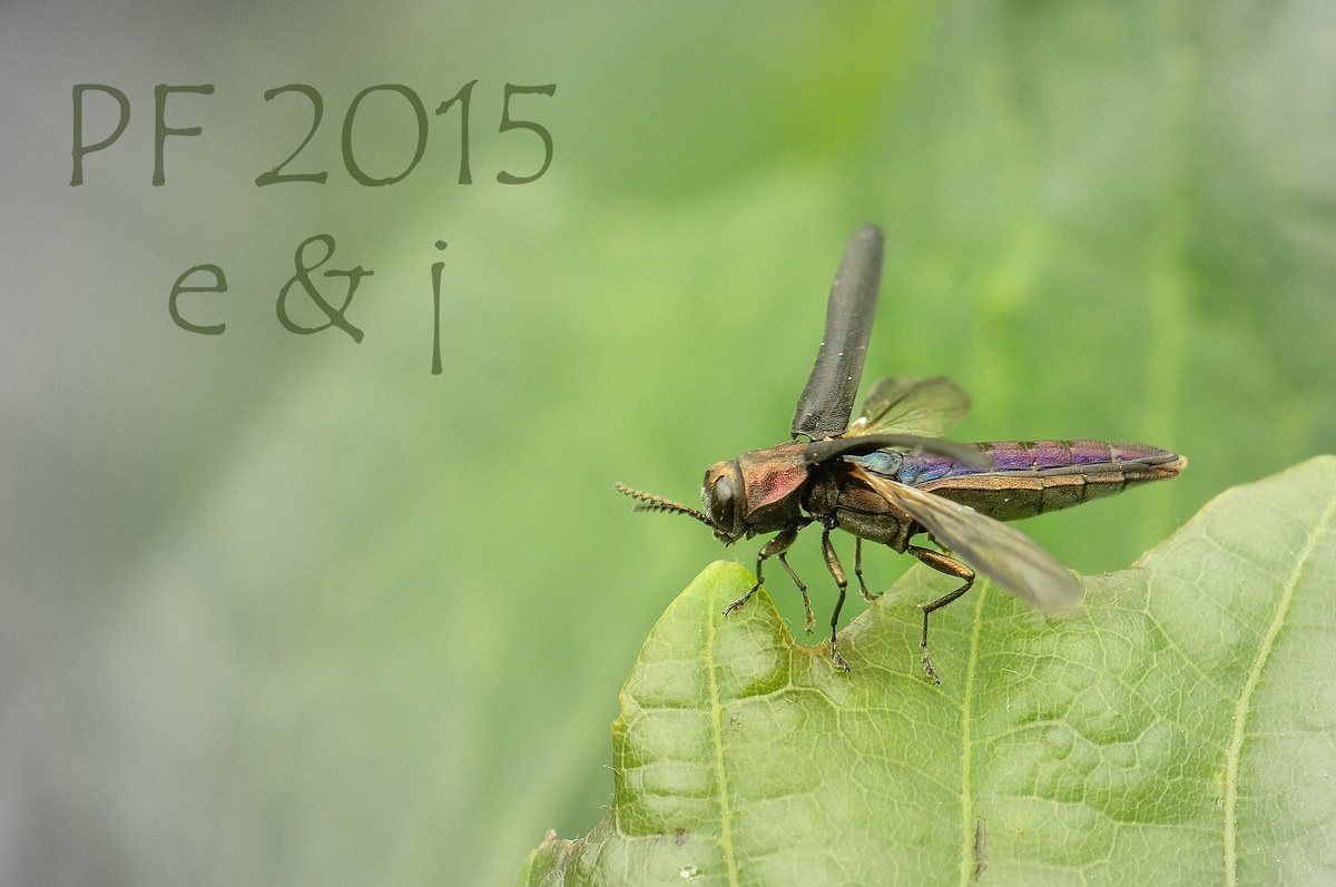 Eduard Jendek, State Forest Products Research Institute, Bratislava, Slovakia