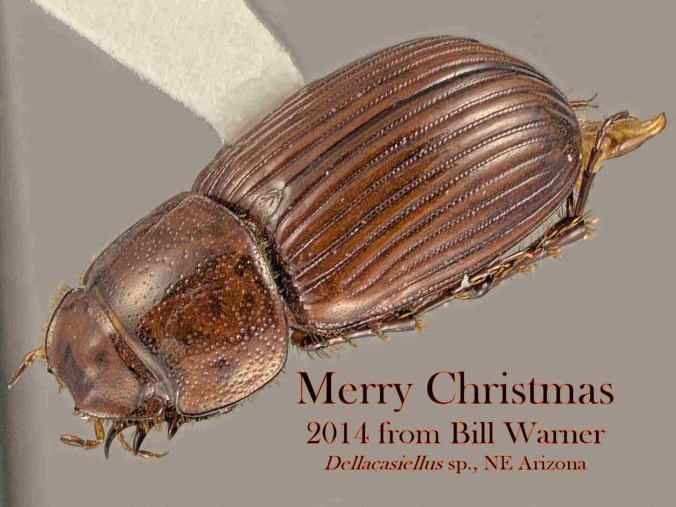 Bill Warner, Phoenix, Arizona, USA