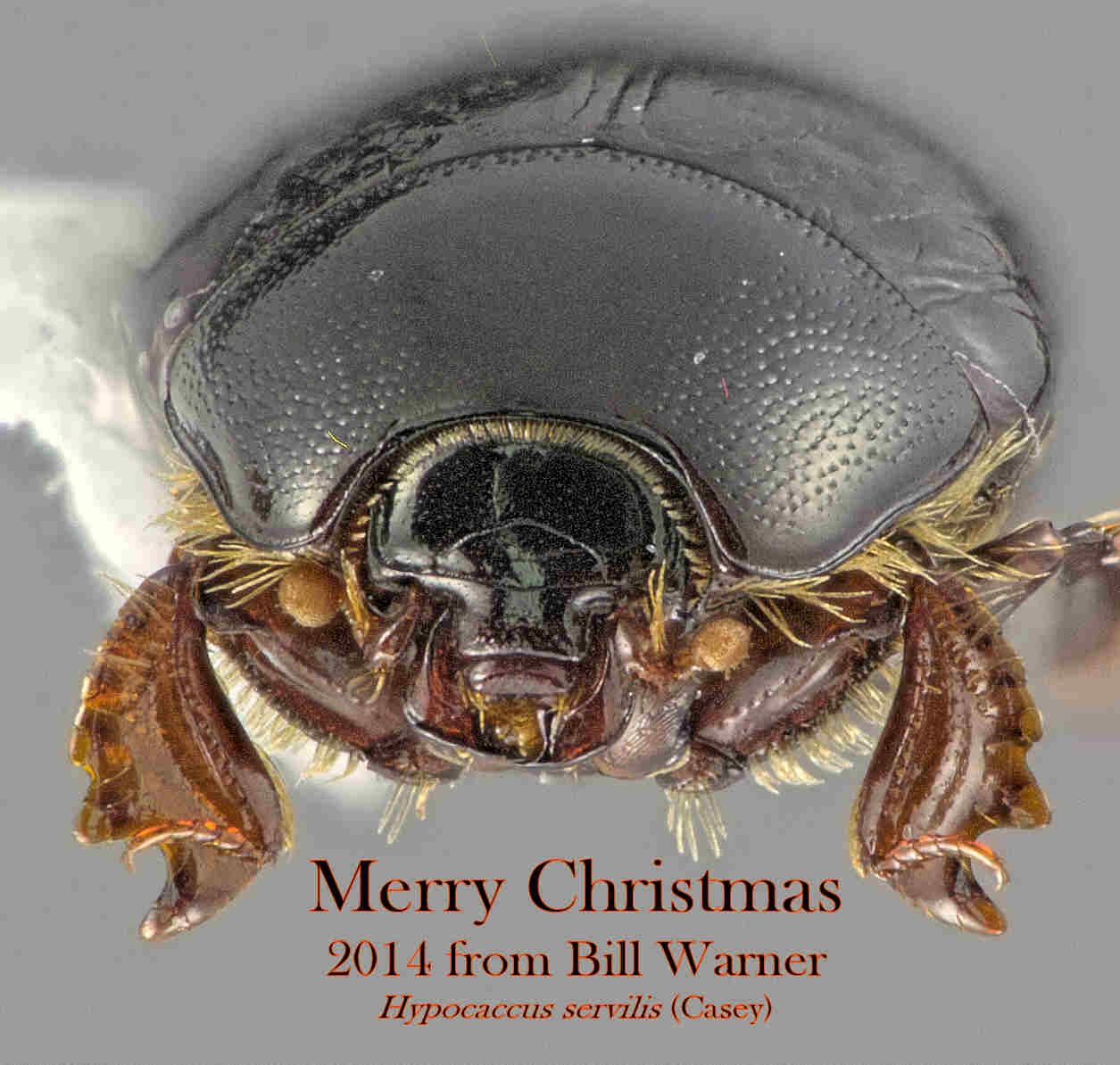 Bill Warner, Phoenix, Arizona, USA