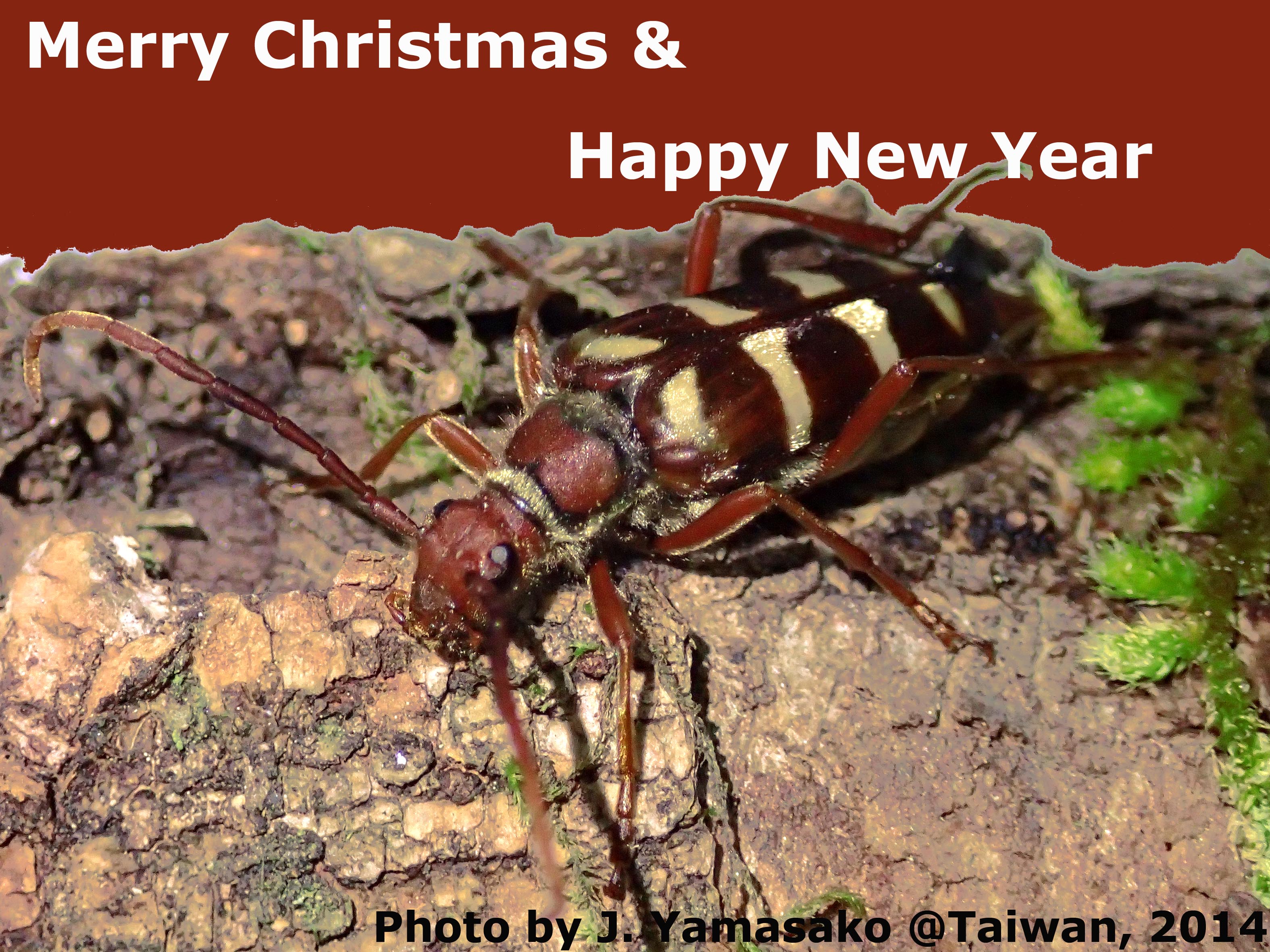 Junsuke Yamasako, University of Tokyo, Japan