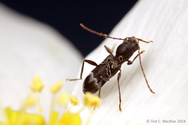 Tilloclytus geminatus