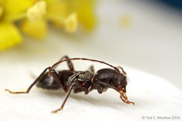 Tilloclytus geminatus