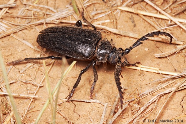 Prionus heroicus male