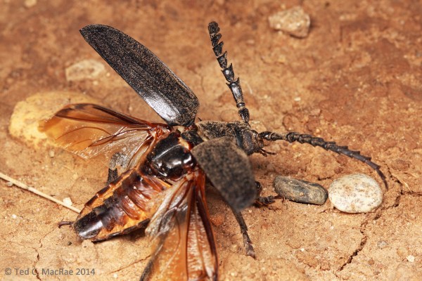 Prionus heroicus male