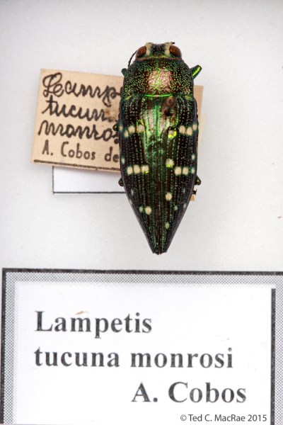 Lampetis tucumana monrosi Cobos (nomen nudum?)