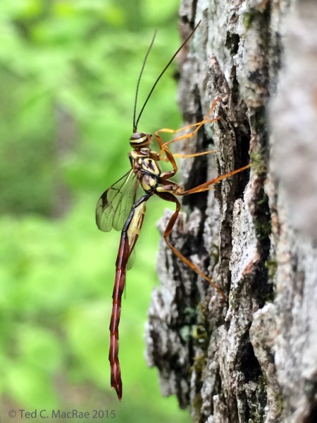 Megarhyssa macrurus (male) | Hilda Young Conservation Area, Jefferson Co., Missouri
