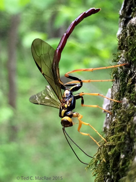 Megarhyssa atrata (male) | Hilda Young Conservation Area, Jefferson Co., Missouri