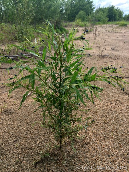 Altica bimarginata (willow flea beetle)