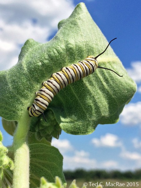 Danaus plexippus larva