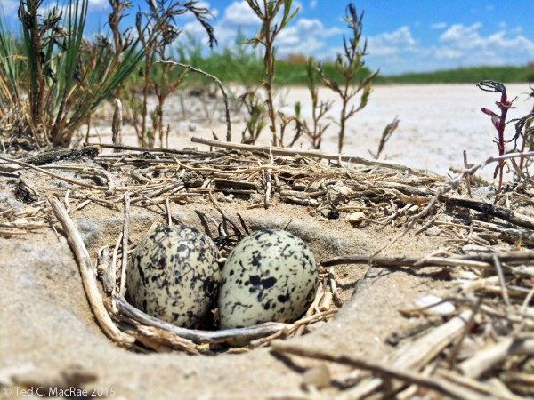 Western snowy plover (Charadrius nivosus) eggs