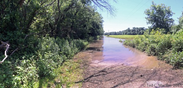 Flooded road leading to saline lick tiger beetle habitat