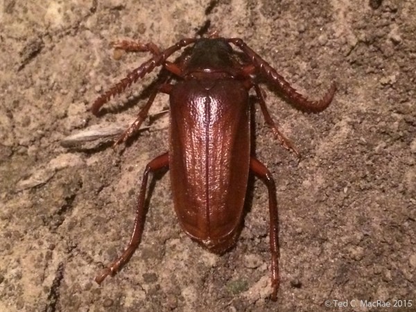 Prionus debilis "sleeping"