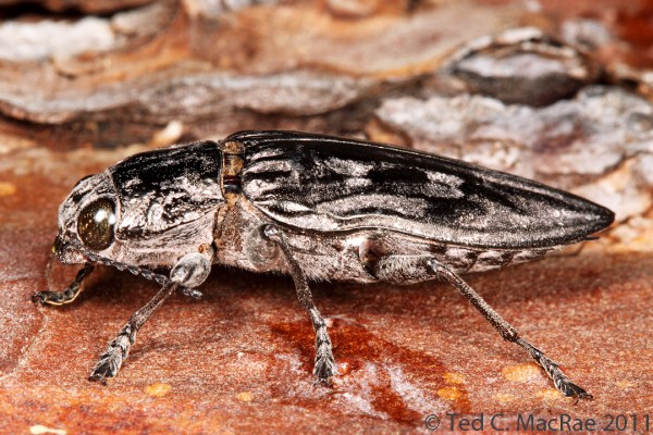 Chalcophora virginiensis