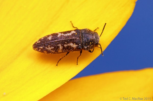 Acmaeodera neglecta