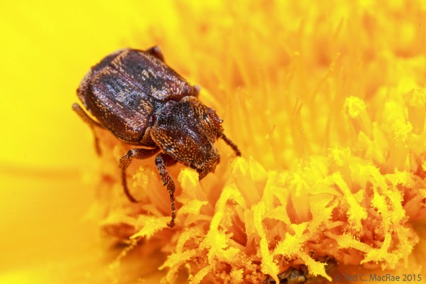 Valgus canaliculatus