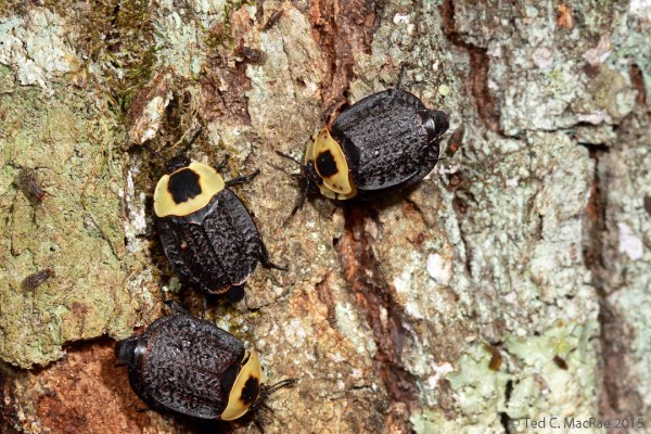 American carrion beetles (Necrophila americana) aggregating at sap flow on the trunk of an oak (Quercus sp.) tree.