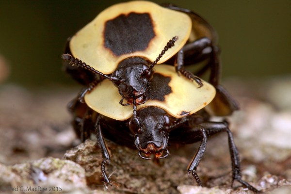 The male has a firm grasp of the female's antenna.