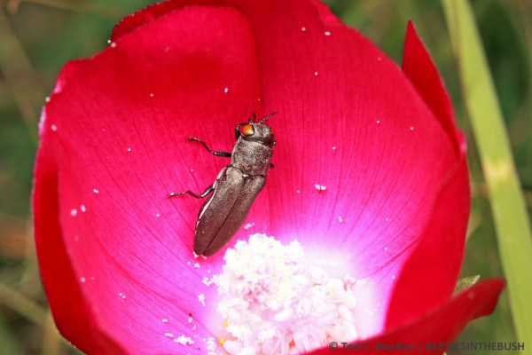 Agrilus muticus