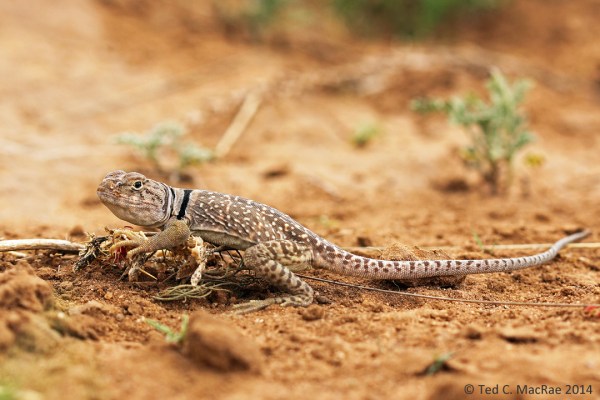 Crotaphytus collaris (common collared lizard)