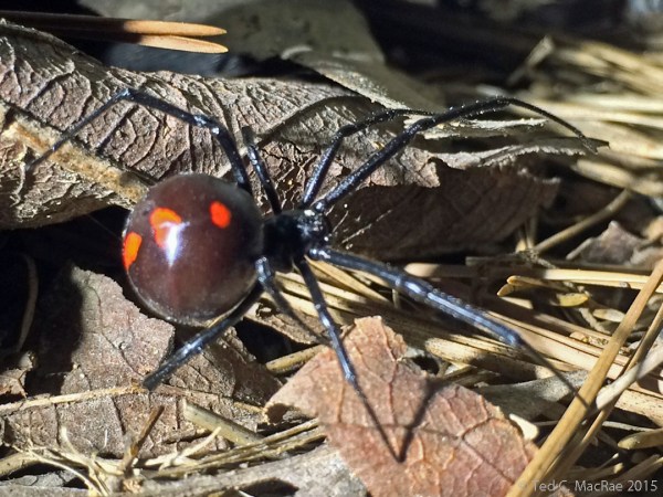 Black widow spider (Latrodectus mactans) female