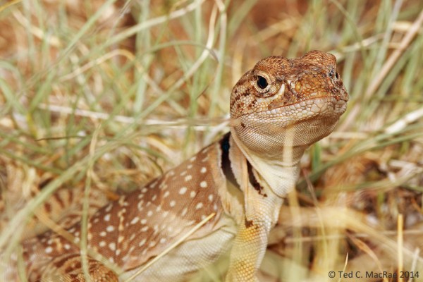 Crotaphytus collaris (common collared lizard)