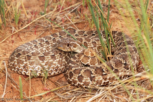 Hognose snake