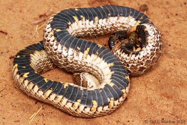 Hognose snake