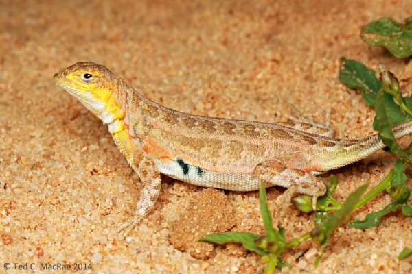 Holbrookia maculata (lesser earless lizard)