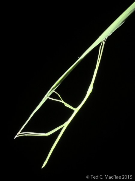 Undet. juvenile walkingstick