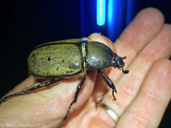 Dynastes tityus female