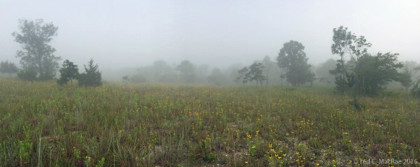 Morning fog over the dolomite glade