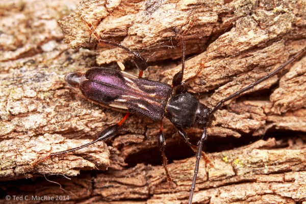 Physocnemum brevilineum