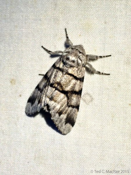 Panthea furcilla