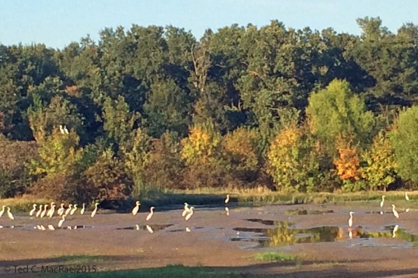 Egrets congregating on mud flats