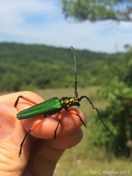 Plinthocoelium suaveolens