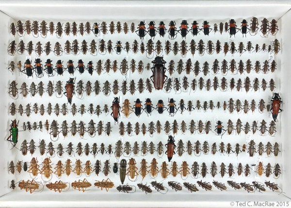 2015 fermenting bait trap catch