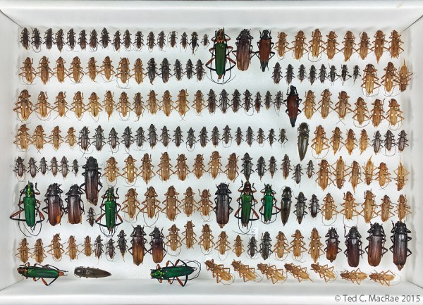 2015 fermenting bait trap catch, box 2 of 3 (click to enlarge).