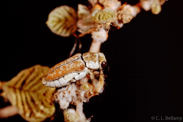 Lepismadora algodones