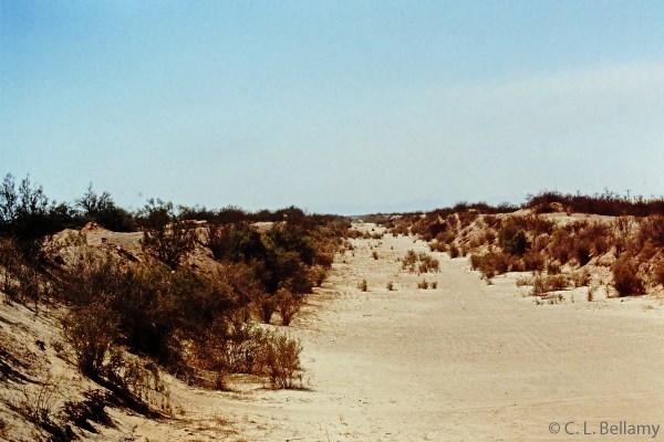 Algodones Dunes