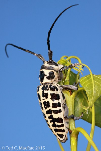 Plectrodera scalator