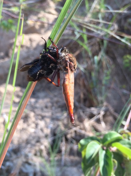 Robber fly with bumble bee prey