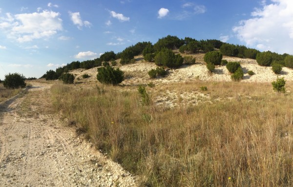 Limestone habitat for Cicindelidia politula