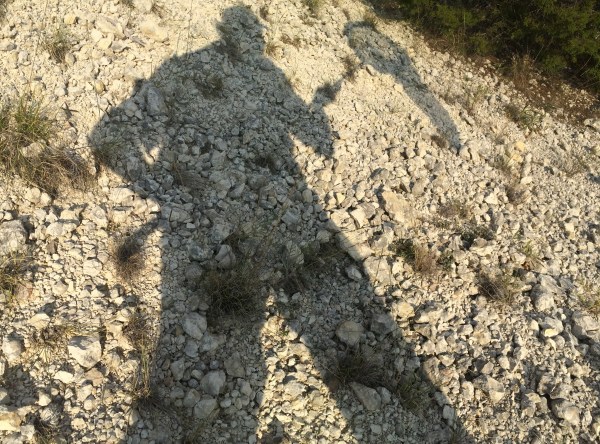 Tiger beetle stalker!