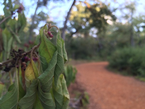 Wilted American beautyberry (Callicarpa americana)
