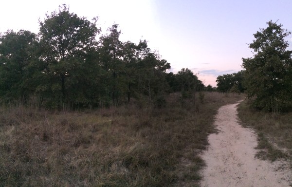 Sand woodlant habitat for Cicindela scutellaris rugosa